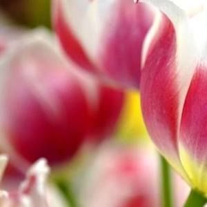 Meet your Posher, Cynthia